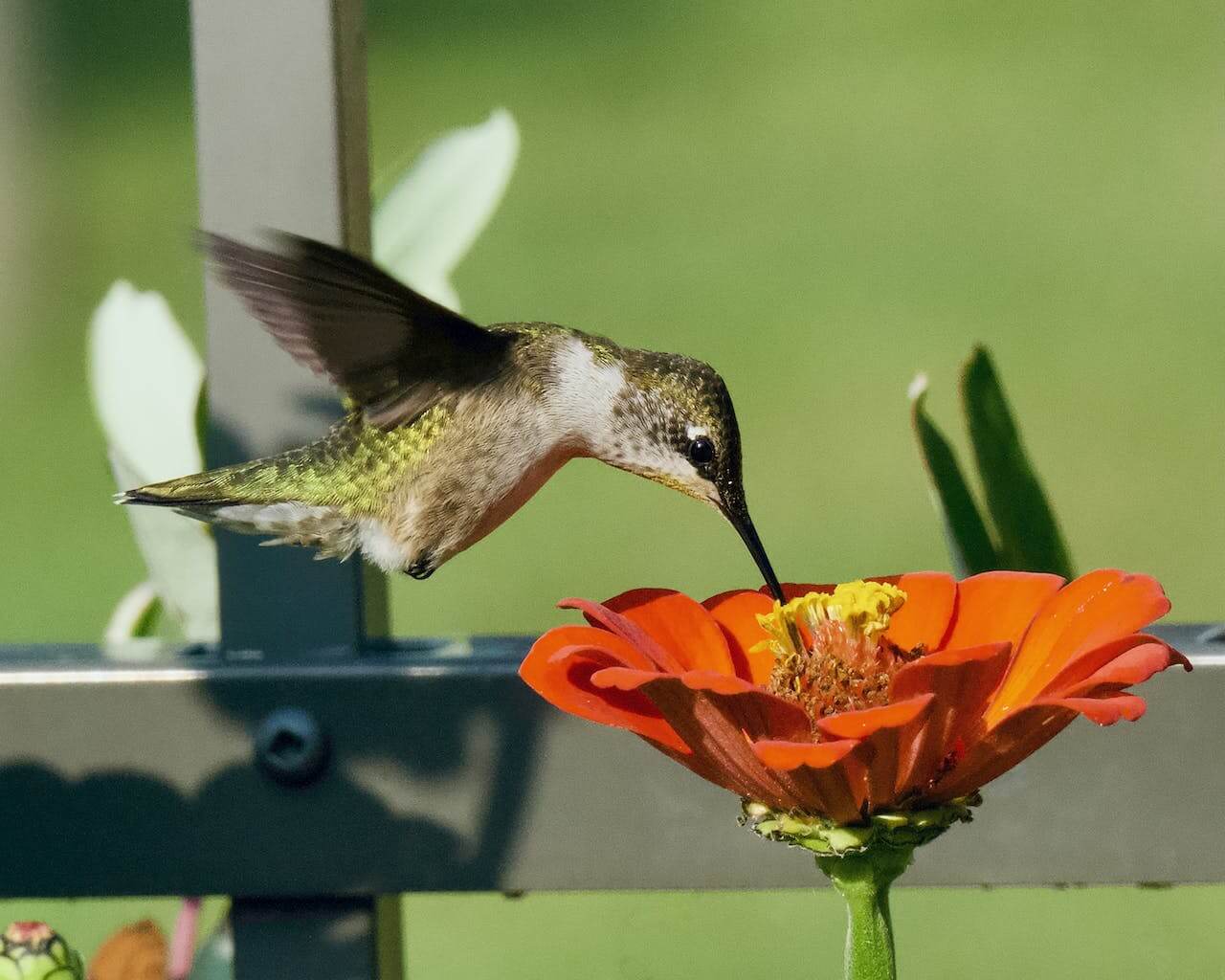 How to Attract Hummingbirds in Florida